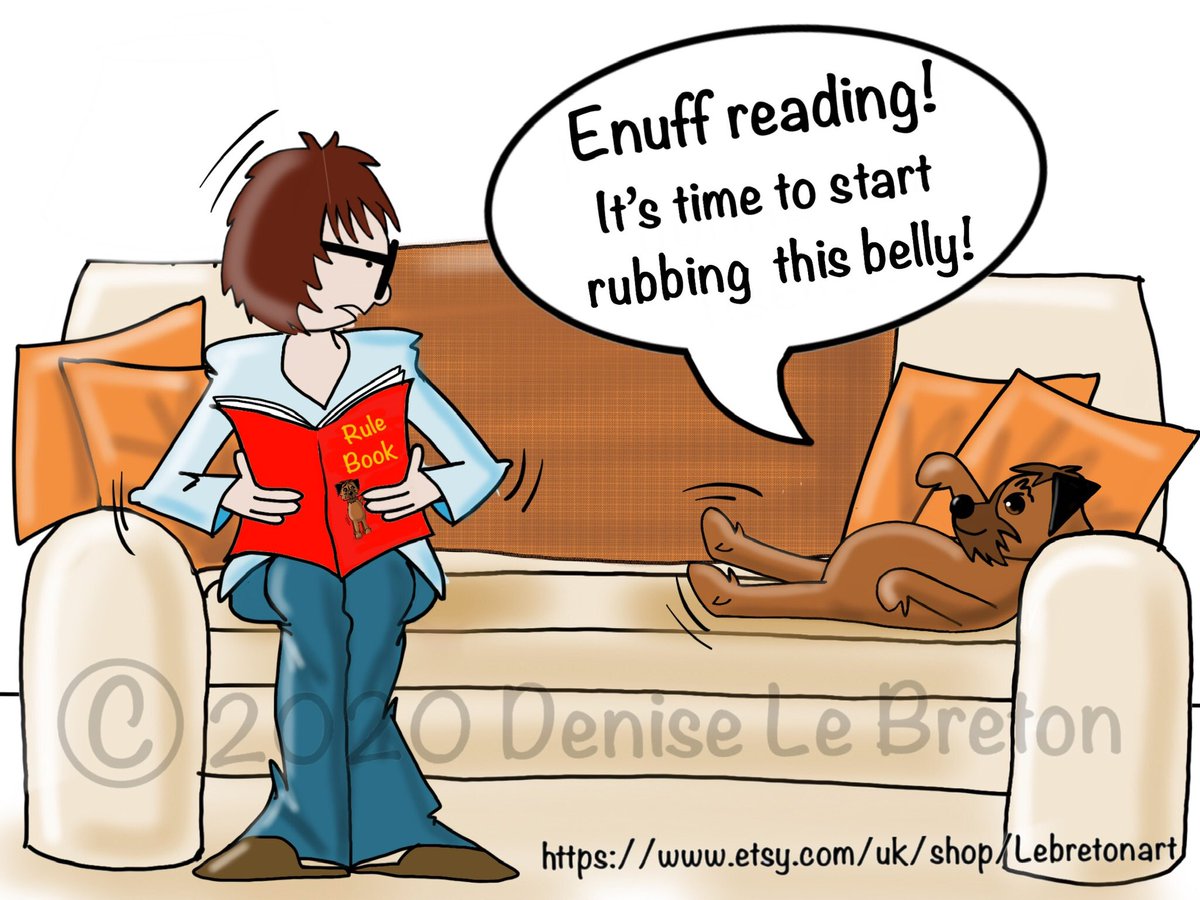 Sheldon the Border Terrier tweet media