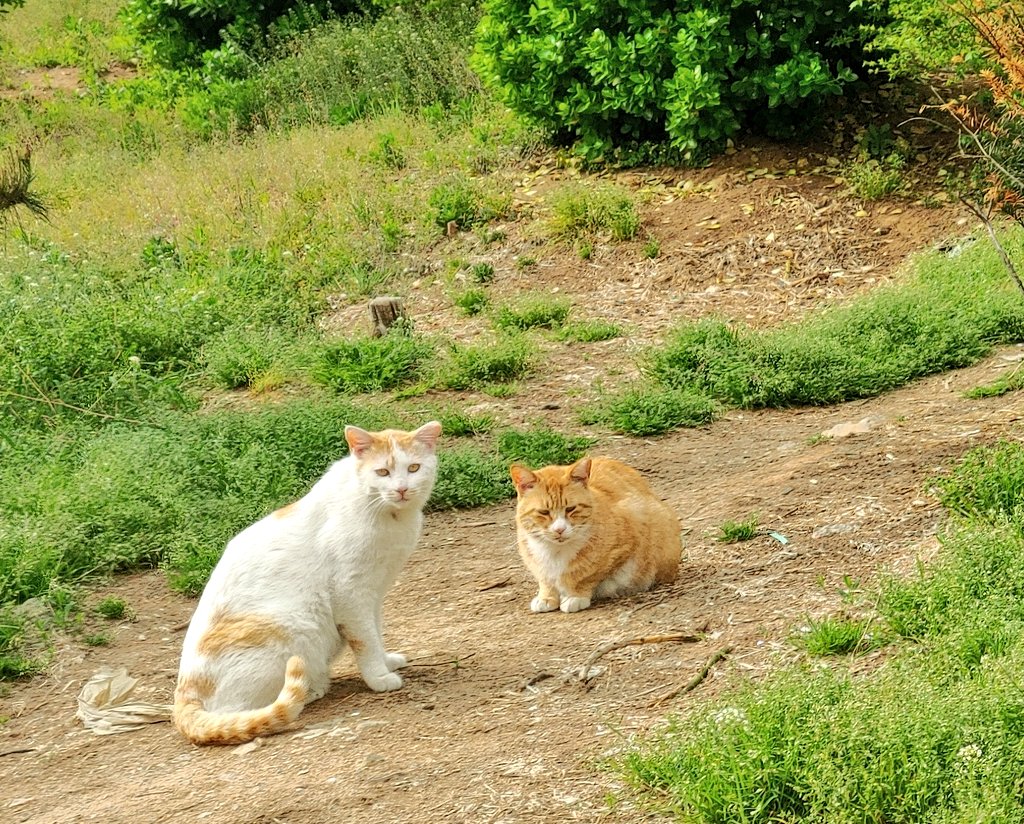 산책나왔다가 발견한 이쁜 애들... 찍다보니 주위가 고양이밭이었다... 대략 일곱마리 정도 산재해있었음