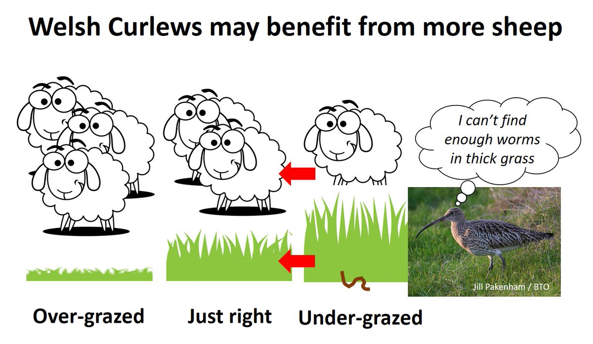 There are different issues for different populations. This blog focuses upon the role of upland sheep farming in Wales:  https://wadertales.wordpress.com/2017/12/21/sheep-numbers-and-welsh-curlew/  #ornithology  #waders  #shorebirds