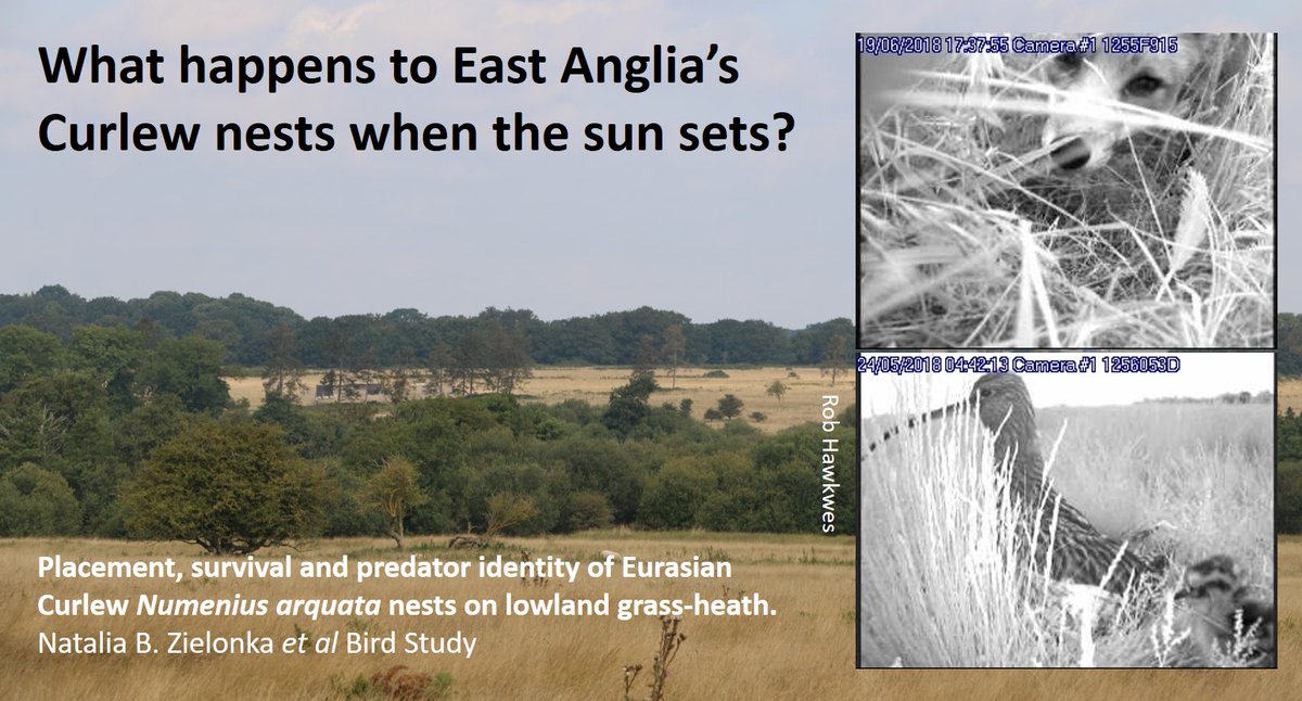 Foxes are a common problem. Any plan to try to increase productivity depends on boosting chick productivity - which means reducing predation. Here's what is happening in East Anglia:  https://wadertales.wordpress.com/2020/02/24/curlews-and-foxes-in-east-anglia/  #ornithology  #waders  #shorebirds