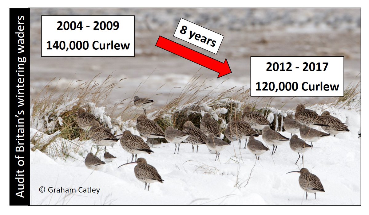 The UK has international responsibilities when it comes to Curlew conservation. The latest review of wintering numbers points to a 20,000 drop in just 8 years. Estuaries and adjacent farmland require ongoing protection. https://wadertales.wordpress.com/2019/03/14/do-population-estimates-matter/  #ornithology  #waders  #shorebirds