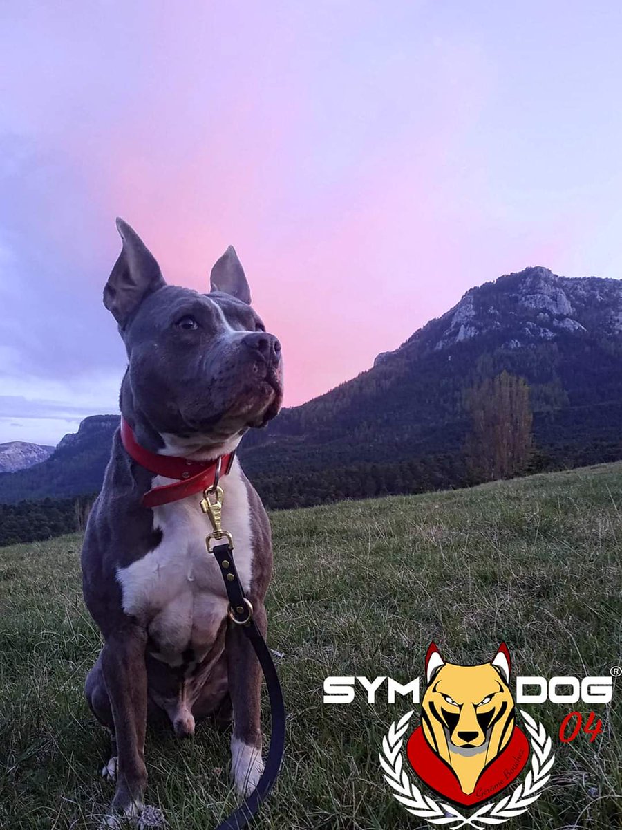 sym_dog_04's tweet photo. Le sauvetage de Pooky Sym dog warrior se poursuit maintenant dans le 04, il kiffe déjà les Gorges du Verdon ;)
Je vous donnerais de ses nouvelles demain après sa première nuit ici.
#symdog #symdog04 #symdogwarriors #sauvetagechien #rescuedog #gorgesduverdon #pooky https://t.co/vgmsnTVYth