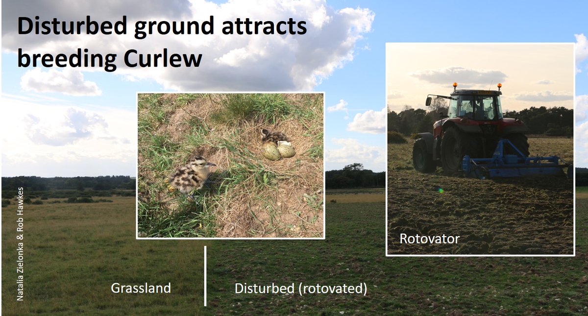 There are some great local initiatives to support breeding  #Curlew in the UK, supported by scientific research by  @RSPBScience  @_BTO  @Gameandwildlife &  @WWTconservation. Coordination is provided by the Curlew Forum:  https://www.curlewcall.org/   #ornithology  #waders  #shorebirds