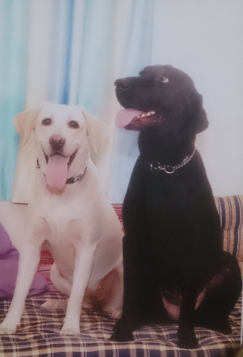 MilindAgate's tweet photo. @pratap_bose @MrAndrewCotter Exactly my babies...thank you for this clip @MrAndrewCotter they went to the other side a while ago but the #memoriesofpets are #fresh and I miss them alot https://t.co/0eYbKCe9Wh