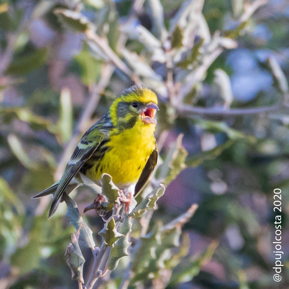 dpujolcosta's tweet photo. #gafarró (#Serinus serinus)
Cantant de bon matí a ple pulmó, #bondia
09/04/2020 08:45
#ocellsconfinats #santvicençdetorelló
#fotoconfinament #fotodesdecasa
#faunacat #biriding #birdingphotography #fotoreflex #canon7dmk2 #tamron https://t.co/qMmSqaHl3R