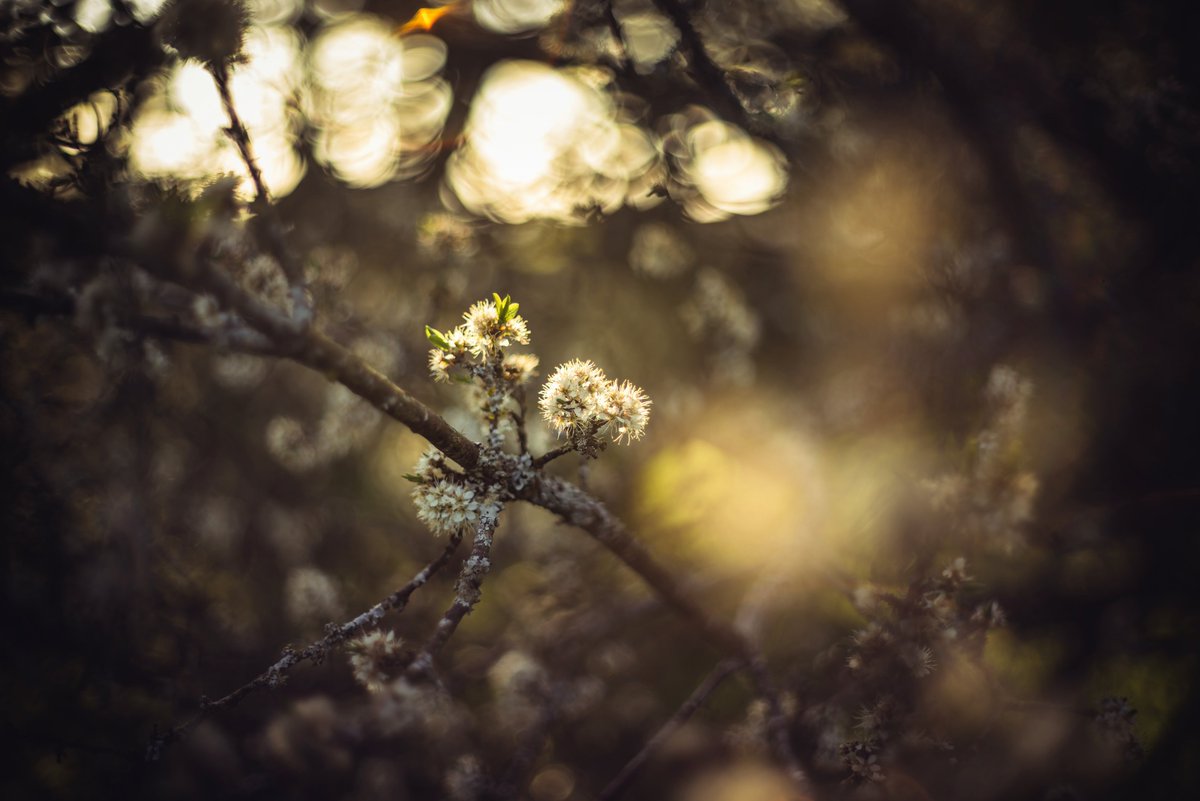 Spring No.6 #blossom #spring #bokeh #newlife #growth #vintagelens #sonya7r #legacylens #devonphotographer #fineartphotography #bokehlights #glavindstrachan