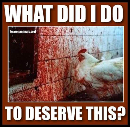 AhimsaRising's tweet photo. One of the most abused, exploited beings on our planet today are chickens, so mch that we're made to forget about their sentience via systematic #SocietalConditioning. They're trusting, feeling sentient beings tht are worthy of our respect #GoVegan
#LetsPledgeToServeBirds #vegan https://t.co/DH1aCrdlos