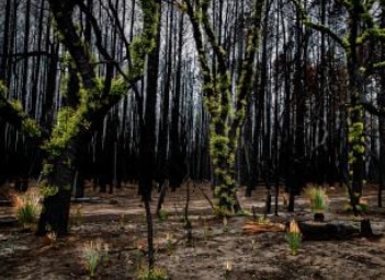 saweekendmag's tweet image. Green shoots of hope: The conservationists leading Kangaroo Island's #wildlife back from the brink. @MA_Etheridge's special report in #saweekend #kifires 

bit.ly/2XM9LaK