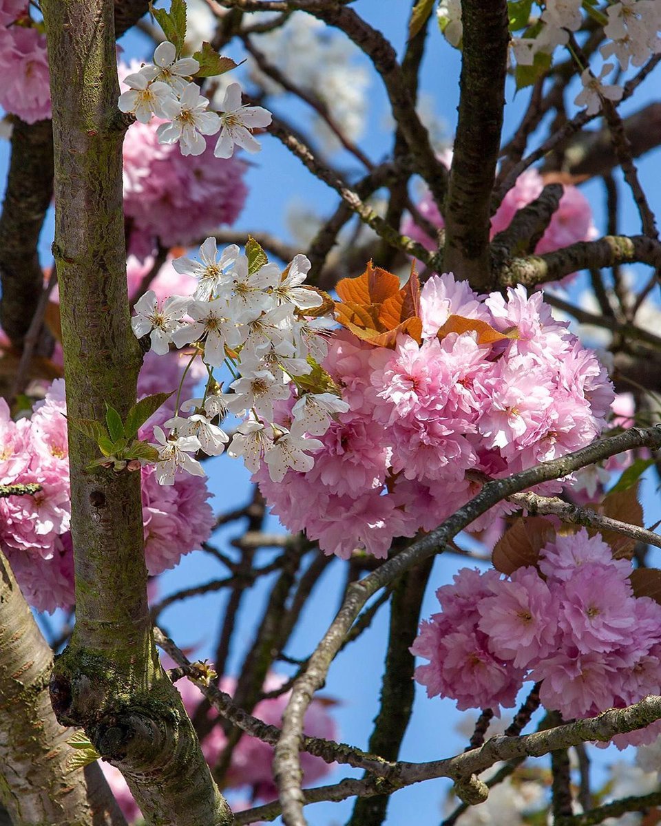 TheStreetTree's tweet photo. In Greek mythology chimeras are monstrous fire-breathing creatures, but in the leafier parts of north London, chimeras are composed of limbs from different cherry species, each with quite different blossom. Not quite so monstrous perhaps. #VeryBestTree https://t.co/VN0GyoBaej