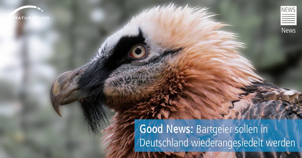 Naturefund's tweet photo. Aus Angst wurden die #Geier in den bayrischen #Alpen früher verfolgt und schließlich ausgerottet. Mittlerweile hat man allerdings die wichtige Funktion der #Aasfresser im ökologischen Gefüge erkannt und versucht nun, die #Bartgeier in den bayerischen Alpen wieder auszuwildern. https://t.co/oxmQjxbiv9