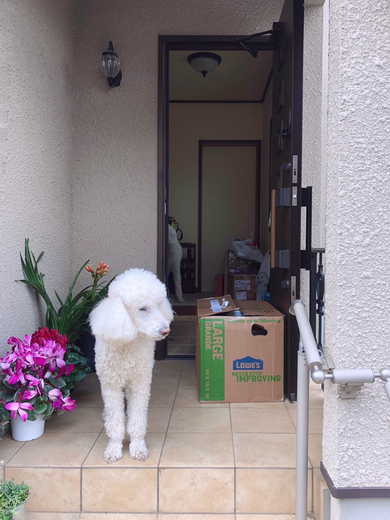 おーもと からの 実家に帰宅早々 大谷翔平の投げたボール犬に奪われる