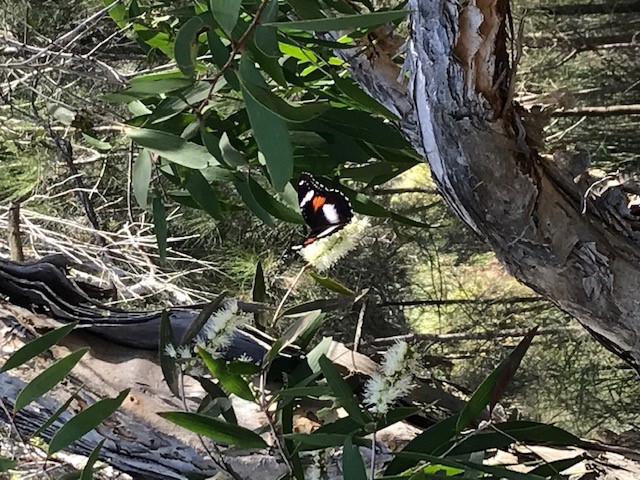 So many butterflies on my walk yesterday <a href="/ausbutterflies/">Butterflies Australia</a> #GoldCoast #primarystemchat