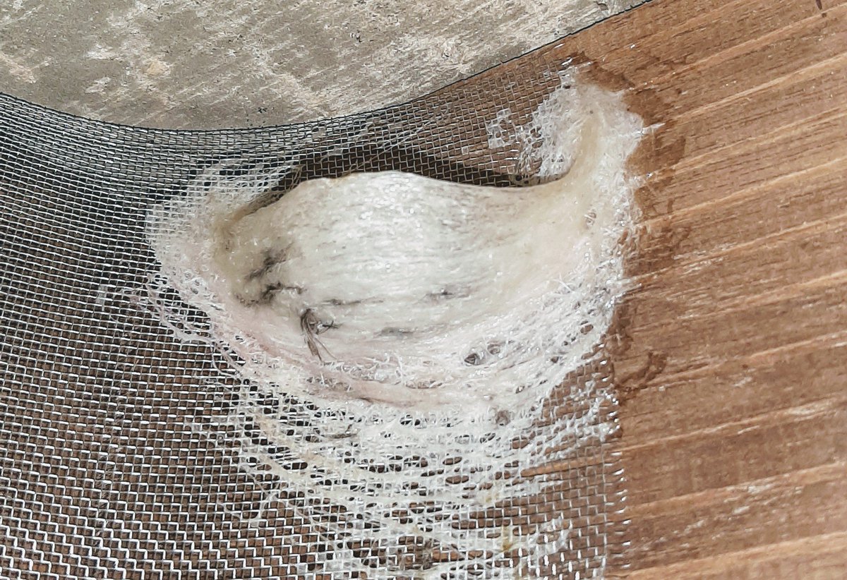 RennRic's tweet photo. when you know who you want to hang out with, it only time will tell.
#birdnets #燕窩 https://t.co/T7euiNSzzk