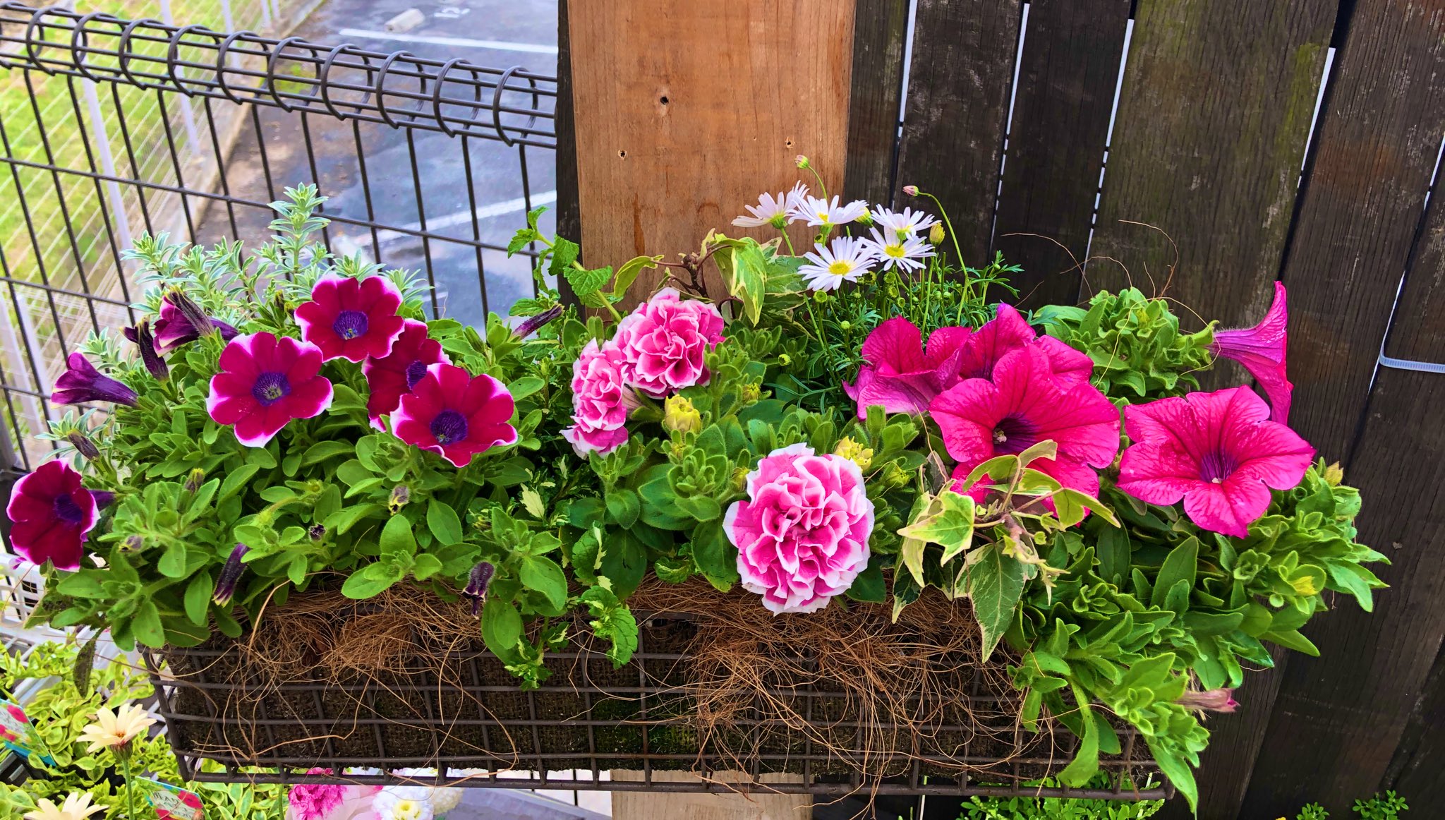 おれんじ にょ 寄せ植えつくりました その 寄せ植え ハンギング ペチュニア プレミアムコレクション ホットローズ 紅色小町 花衣 紅水晶 ブラキカム サントリー 星空マム ベロニカ ミフィーブルート ヘデラ スモーキーホワイト T