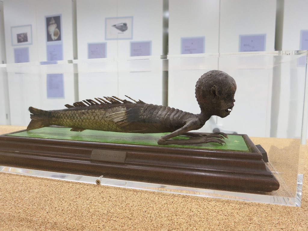 Many museums have one but they usually look more like our other ‘mermaid’...We have a little more information about this one: The posterior half was formed from a Pacific wrasse, & the head/thorax were sculpted, with fish jaw inserted in the mouth.  #CreepiestObject