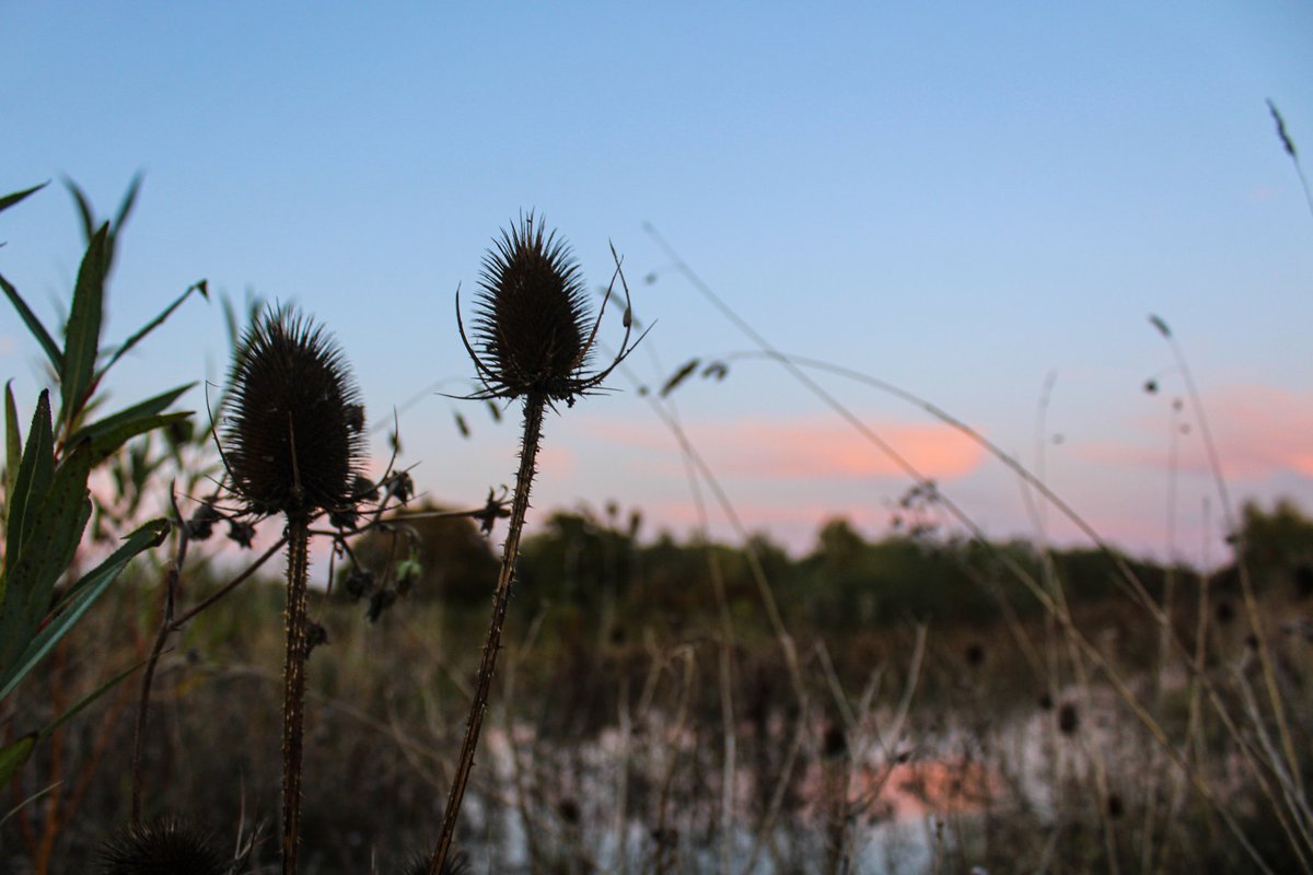 scenesfromMK's tweet photo. This. Is. Milton. Keynes. 
#LoveMK #FloodplainForest #MiltonKeynes https://t.co/Y8pLHlv8Iv