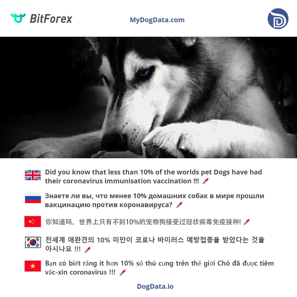 AnnaTran9596's tweet image. Have you checked your Dogs 🐾vaccinations ?
Less than 10% of the worlds Dogs have had the standard level 3 
Coronavirus vaccination 💉 🐾
Take care of yourself and Your Dogs!!!and Stay Safe 🦠 🐾 👍#ETHBNT #ETHBN #Dog_wefare #Dog_Breeding #DogData #IEO #blockchain #Crypto