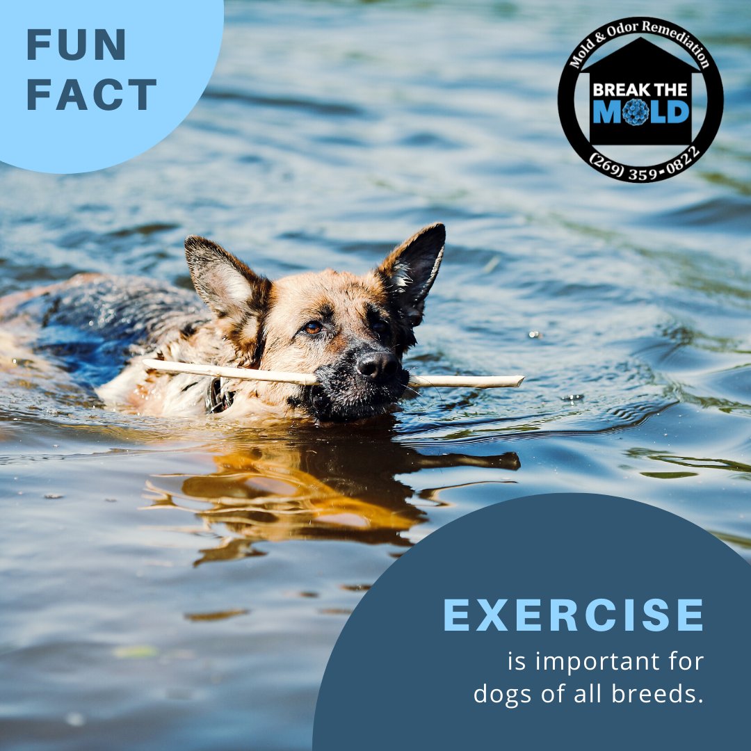 moldodorguykzoo's tweet photo. #ShepherdSaturday #WeekendWisdom #FunFact #DogFact #DogTips #Exercise #PetOwner #Doglover #GermanShepherd
#BreakTheMold #TheMoldGuy #Kalamazoo #Dogs https://t.co/155I94zJ9e