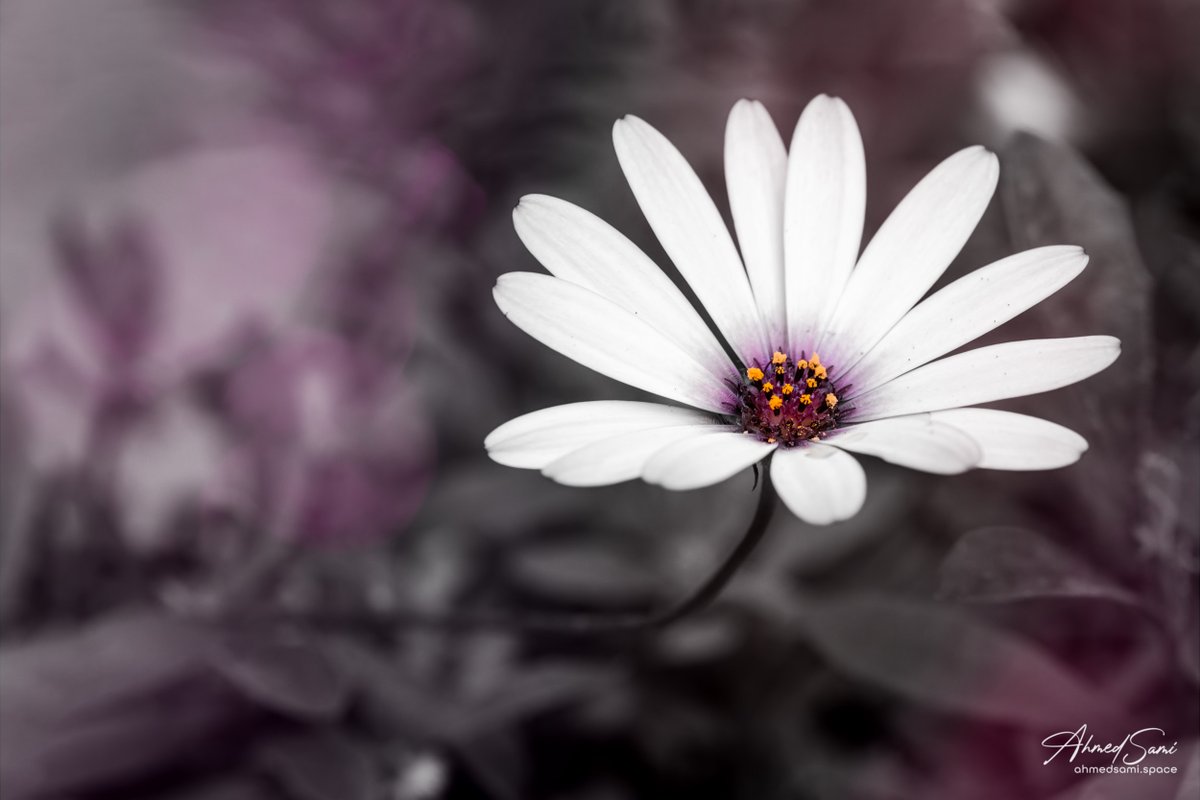 Daisy 

#aroseaday #flower #flowerphotography #flowerstalking
#macro_brilliance #macro_captures_
#flowersandmacro #kings_flora #petal_perfection #1macroshot
#fujifilm #fujifilmxiraq #fujifilmxt3
#explore_macro #macro_delight #featured_macros