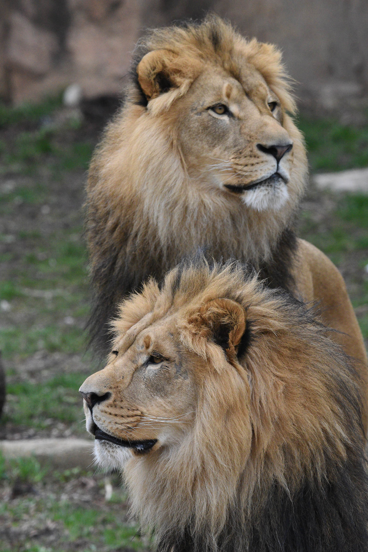 Truth or Tail: A lion's roar can be heard 5 miles away, Cleveland  Zoological Society