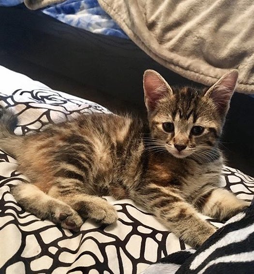 Joltcu's tweet photo. From all of our cool cats and kittens...Happy #Caturday!! https://t.co/lNX56g9npK