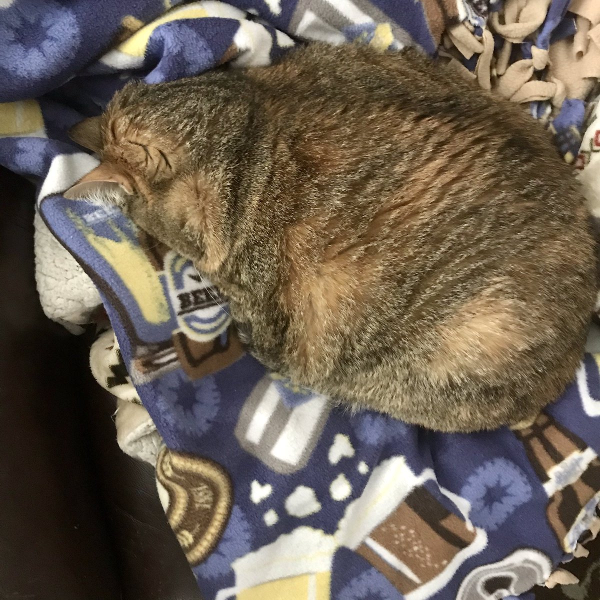 WalkieWalker's tweet photo. Rolie Polie does NOT approve of today’s rainy weather. Happy wet Caturday!! #roliepolie #fatcat #caturday https://t.co/RiFocnpQkR
