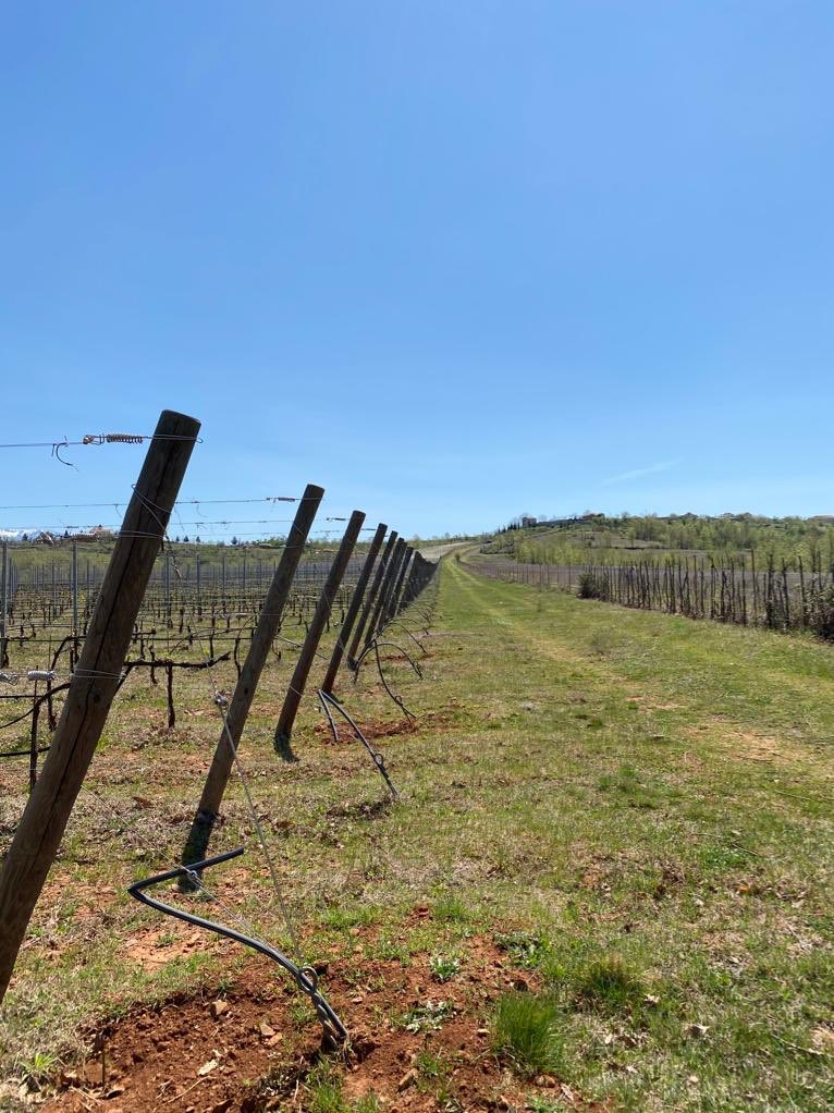 rigerskacorri's tweet photo. #ARBËRIVineyards #KoderRreshen #Mirdite #KantinaARBËRI #AlbanianWines #Nature #NativeVariety #Kallmet #SheshiBardhe #Cerruje #SheshIZi #VreshtatEkantinesARBËRI #VreshtaARBERI #VisitorsARBËRI #livenowARBËRI @Kantina_Arberi https://t.co/bJz1SKyY6R