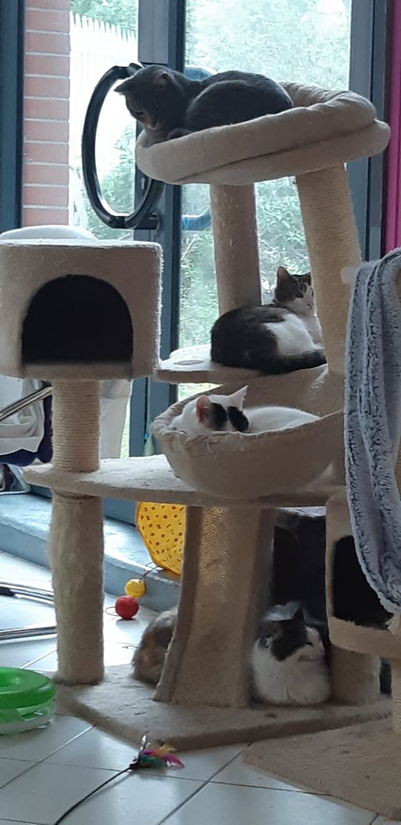 Chat D Oc Chatdoc13 Twitter