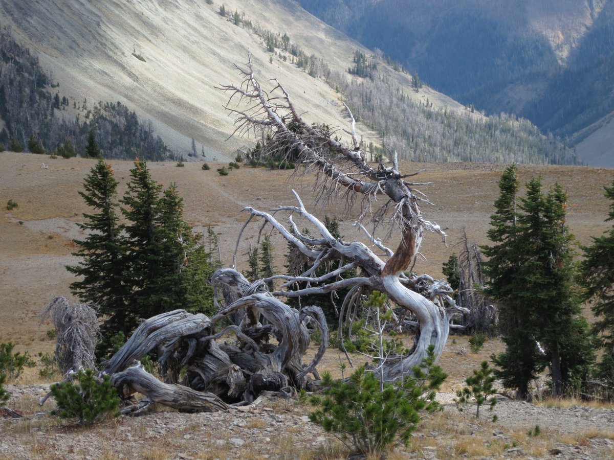 And in Yellowstone, one of the US's most famous  #WorldHeritage sites, beetles aided by warmer winters are devastating whitebark pine - a keystone species that provides a vitally important food source for grizzly bear populations.