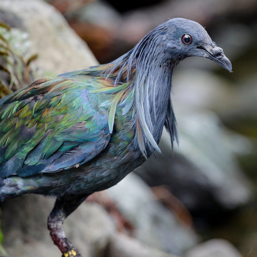 SequoiaParkZoo's tweet photo. Nicobar pigeon in the Nancy Hilfiker Aviary. #zoo #sequoiaparkzoo #humboldt #humboldtcounty #covid-19 #zooclosure #friends #family #birds As a reminder, the Sequoia Park Zoo remains closed to help stop the spread of COVID-19 with a reopen date TBD. #staysafe #health #stayhome https://t.co/IJrtvdnl5k