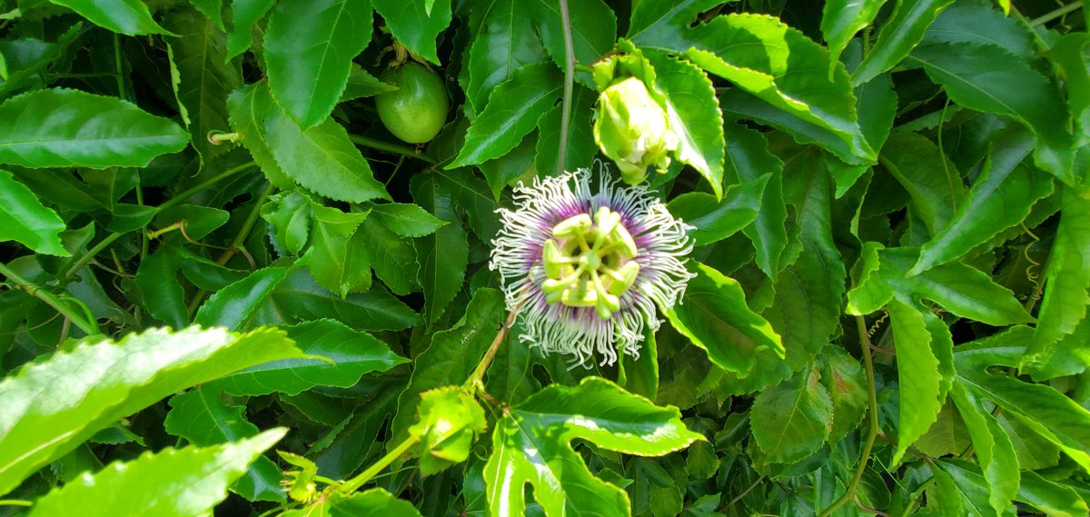 GreatestGamrEvr's tweet photo. I'm gonna stay home and watch my passion fruit vine grow to avoid the #FloridaMorons. You going to the beach Rona? Good, stay at the beach. https://t.co/8DkQvMnhlR