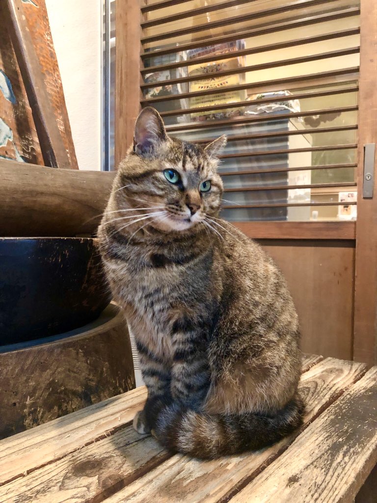 kenkosuzume's tweet photo. まだコロナが始まる前。お蕎麦屋さんの暖簾をくぐって…あれ、奥になんかいる…
凛々しい看板お猫さまでした。
この子、元気かな。
#猫好きさんと繋がりたい 
#ねこ https://t.co/RkWmqPxZIw