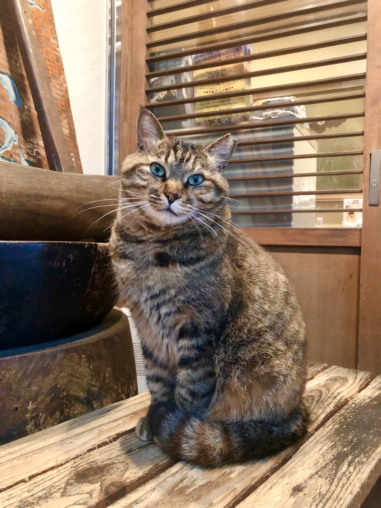 kenkosuzume's tweet photo. まだコロナが始まる前。お蕎麦屋さんの暖簾をくぐって…あれ、奥になんかいる…
凛々しい看板お猫さまでした。
この子、元気かな。
#猫好きさんと繋がりたい 
#ねこ https://t.co/RkWmqPxZIw