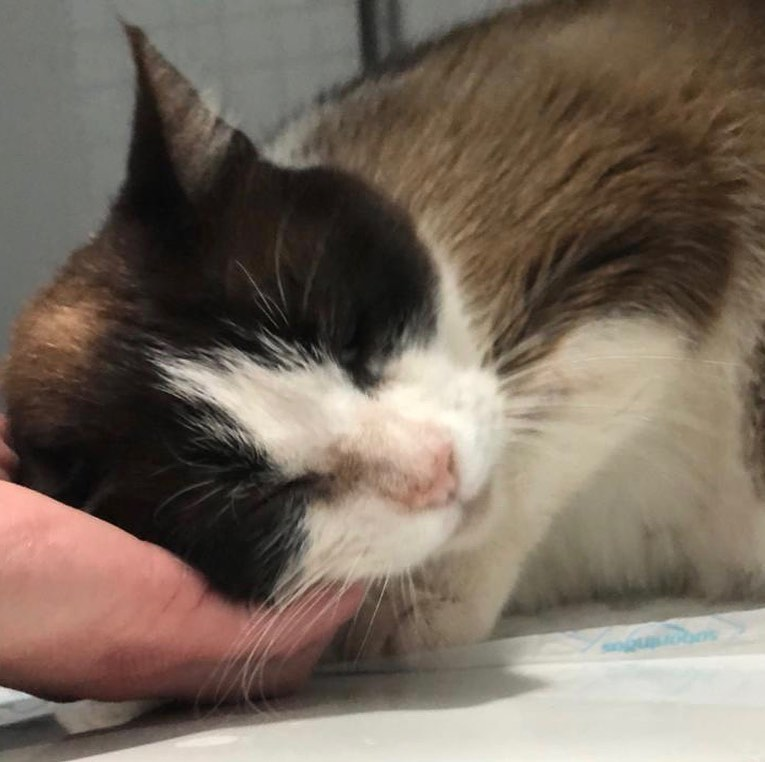 APAGranollers's tweet photo. Nina, 12 anys 🌸 adopció urgent 🌸
Aquesta princesa va ser abandonada pels seus propietaris en un centre veterinari molt malalta. No es volien fer càrrec d'ella. Per sort, va caure a bones mans i ara està curada i preparada per tenir una llar. https://t.co/at1klNbZpm