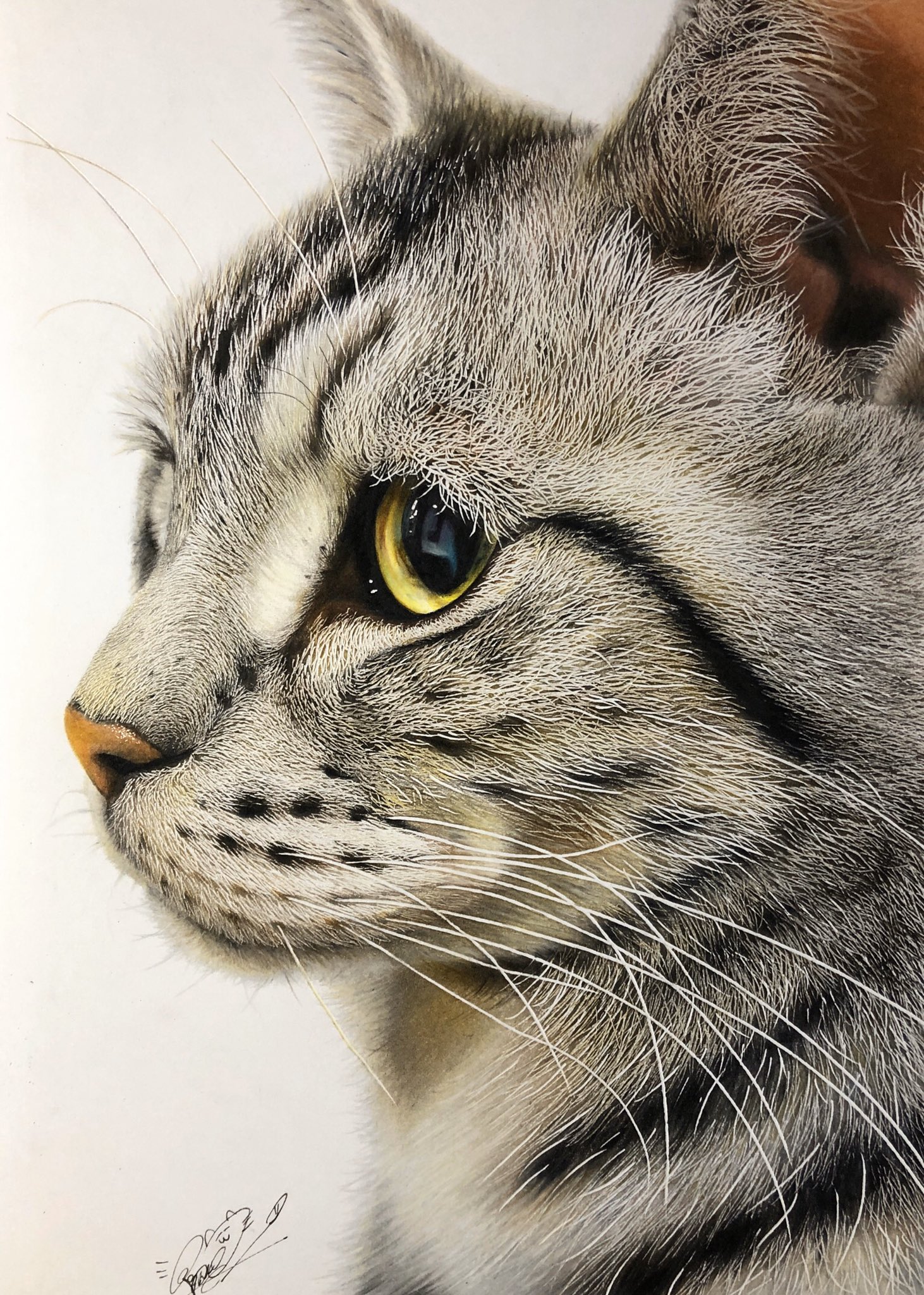 これ写真でしょ色鉛筆で描いた猫ちゃんがリアルすぎてビビった 話題の画像プラス これ写真でしょ色鉛筆で描いた猫ちゃんがリアルすぎてビビった 話題の画像プラス