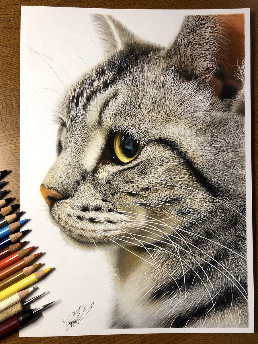 これ写真でしょ色鉛筆で描いた猫ちゃんがリアルすぎてビビった 話題の画像プラス