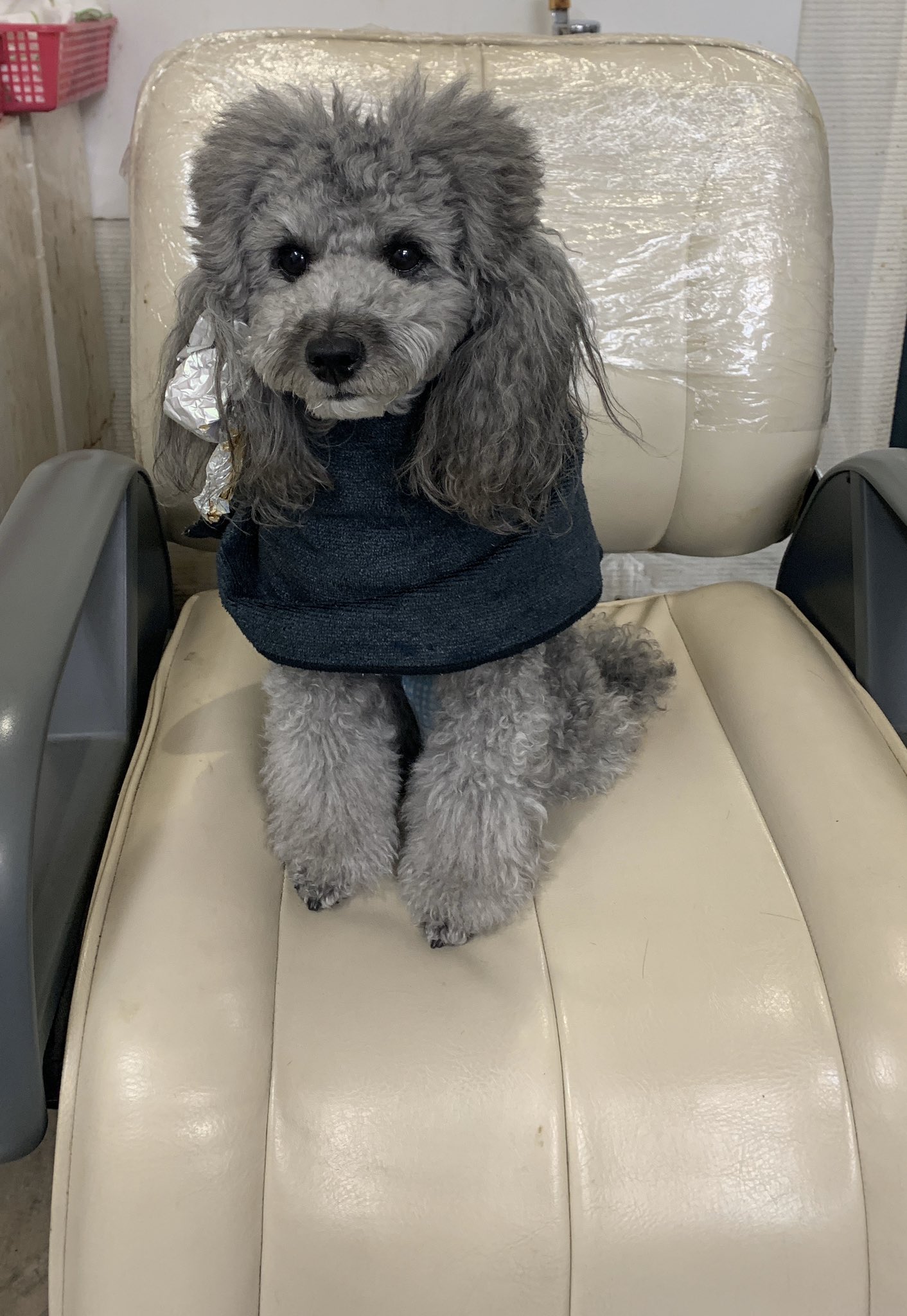 令和ノエルカイル ノエの毛染めをしました トイプードル 犬 毛染め ヘナカラー 犬好きさんと繋がりたい T Co G58vkvbdh9 Twitter
