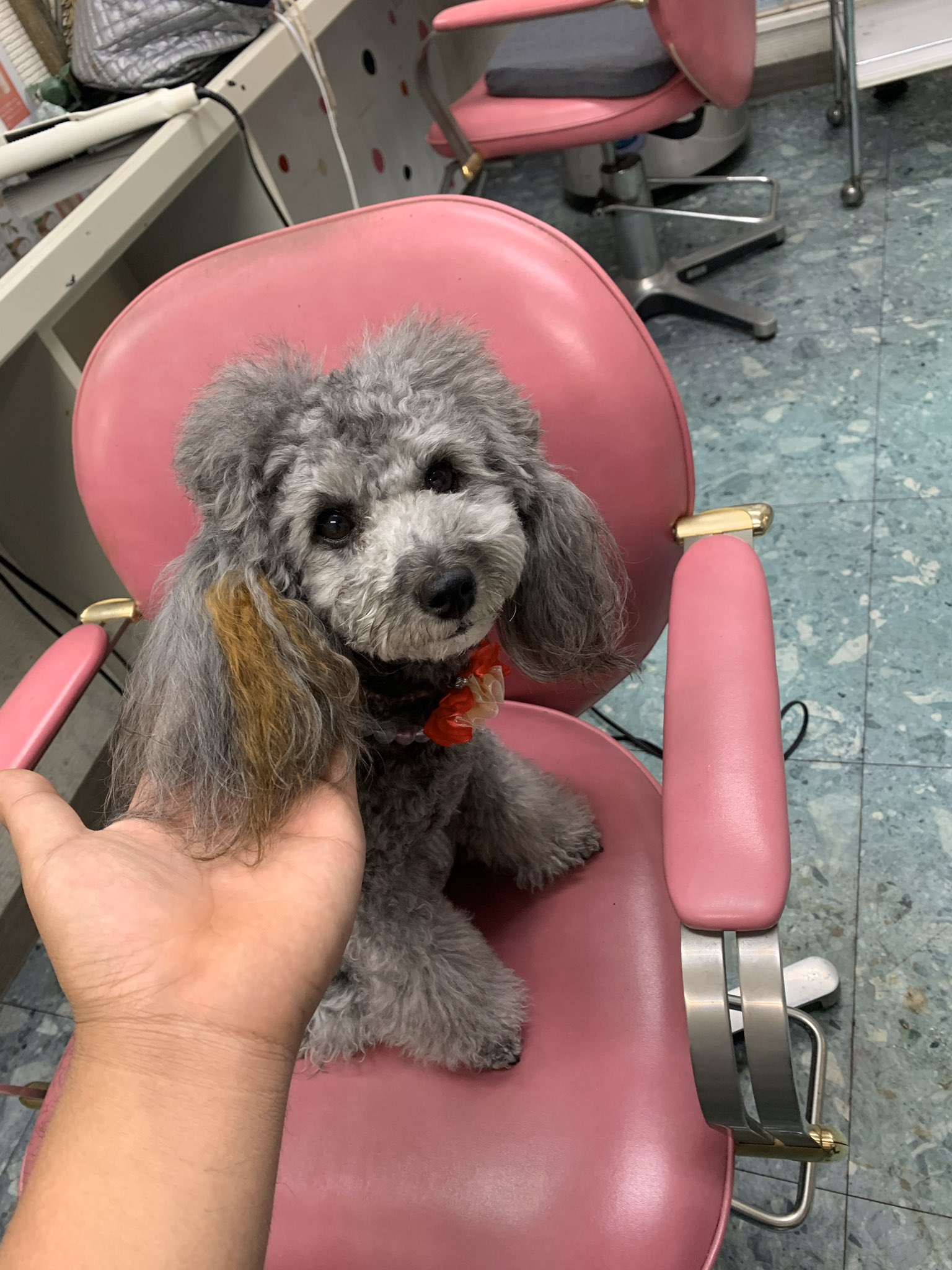 令和ノエルカイル ノエの毛染めをしました トイプードル 犬 毛染め ヘナカラー 犬好きさんと繋がりたい T Co G58vkvbdh9 Twitter