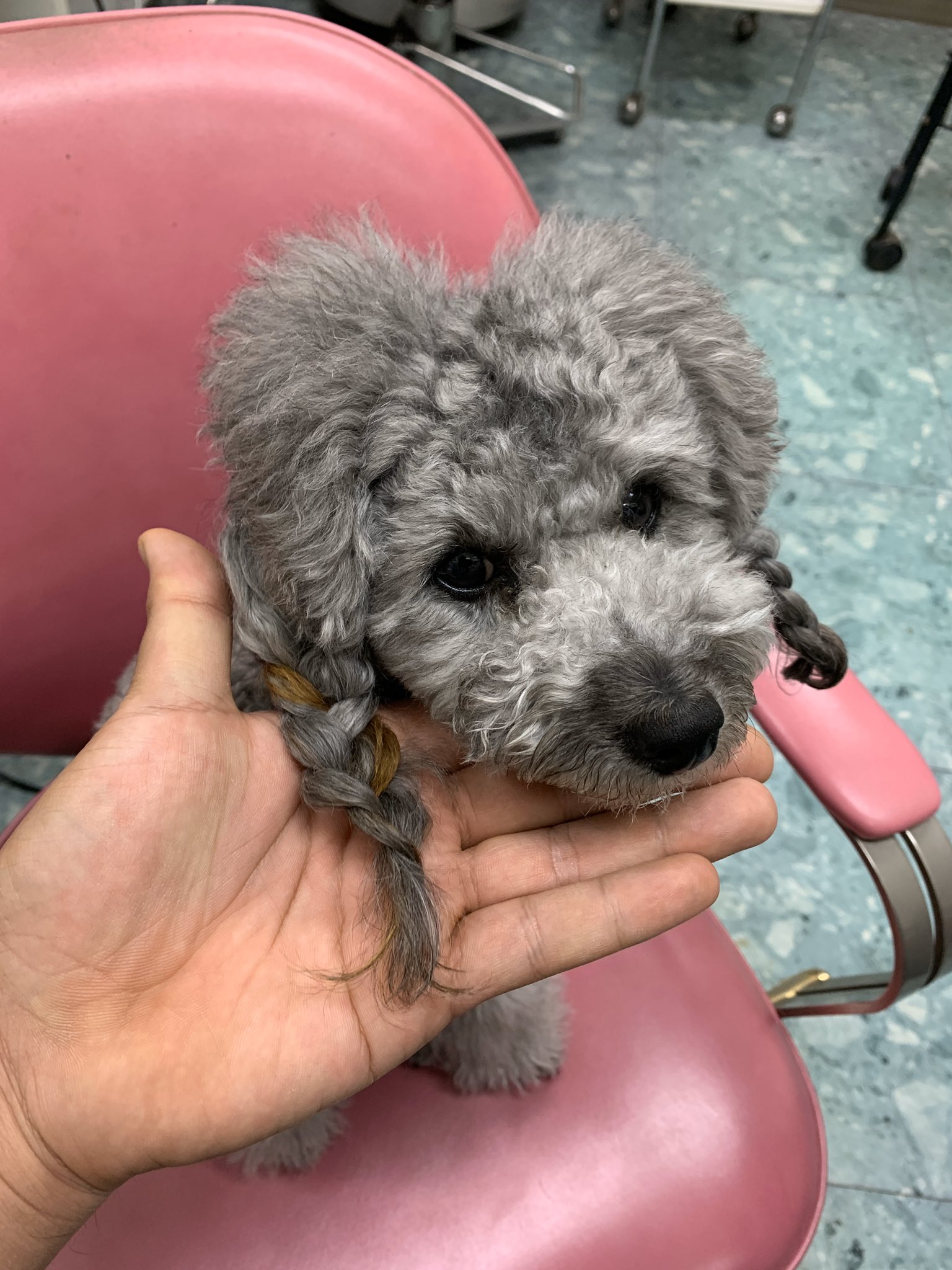 令和ノエルカイル ノエの毛染めをしました トイプードル 犬 毛染め ヘナカラー 犬好きさんと繋がりたい T Co G58vkvbdh9 Twitter