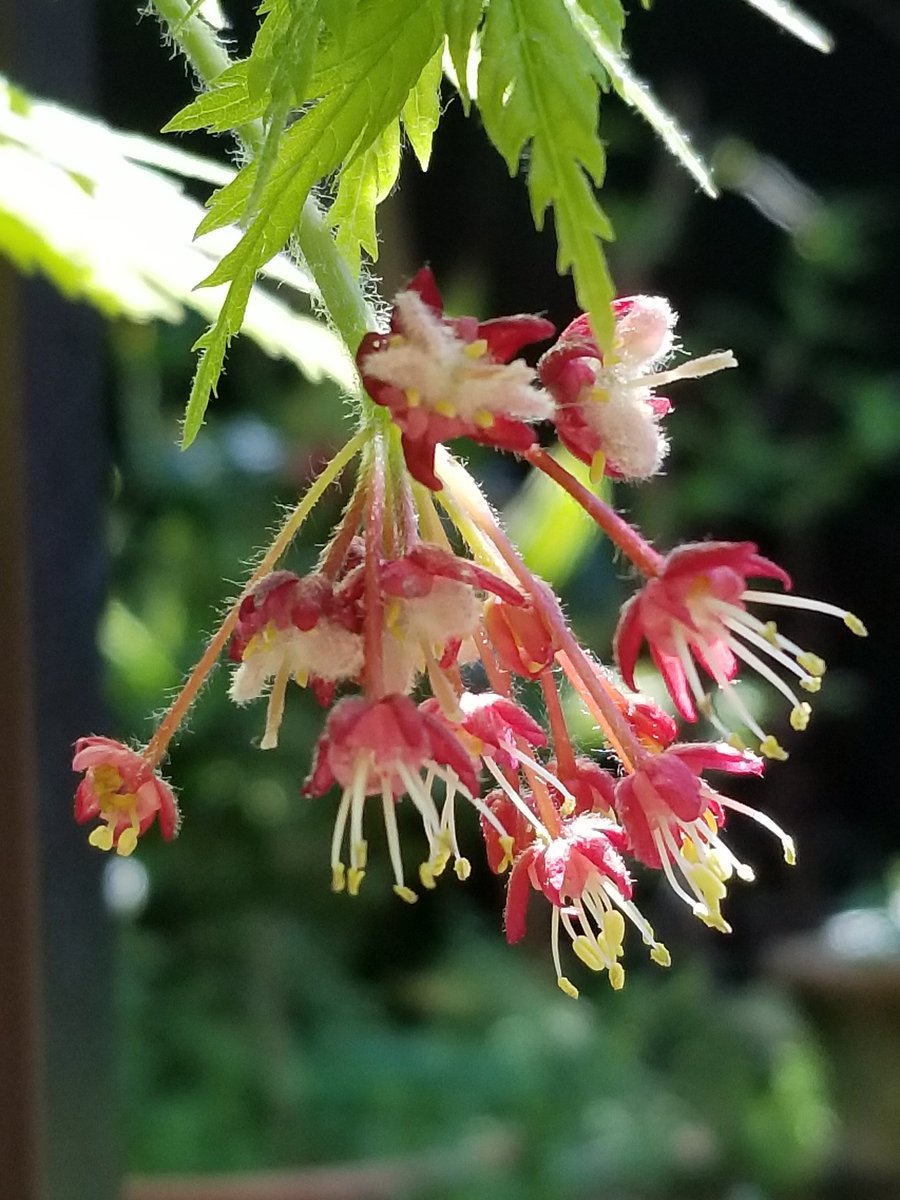 Yoko Ito 舞孔雀 わ 可愛いい 種の子供が陽を浴びて 葉っぱの上に出て 雌花と雄花 花 Flower マイクジャク 舞孔雀 ハウチワカエデ 羽団扇楓 Acerjaponicumcv Aconitifolium カエデ科 Flowerphoto Macrophoto Yoko Ito 舞孔雀 わ 可愛いい 種の子供が陽を浴びて 葉っぱの上に出て 雌花と雄花 花 Flower マイクジャク 舞孔雀 ハウチワカエデ 羽団扇楓 Acerjaponicumcv Aconitifolium カエデ科 Flowerphoto Macrophoto