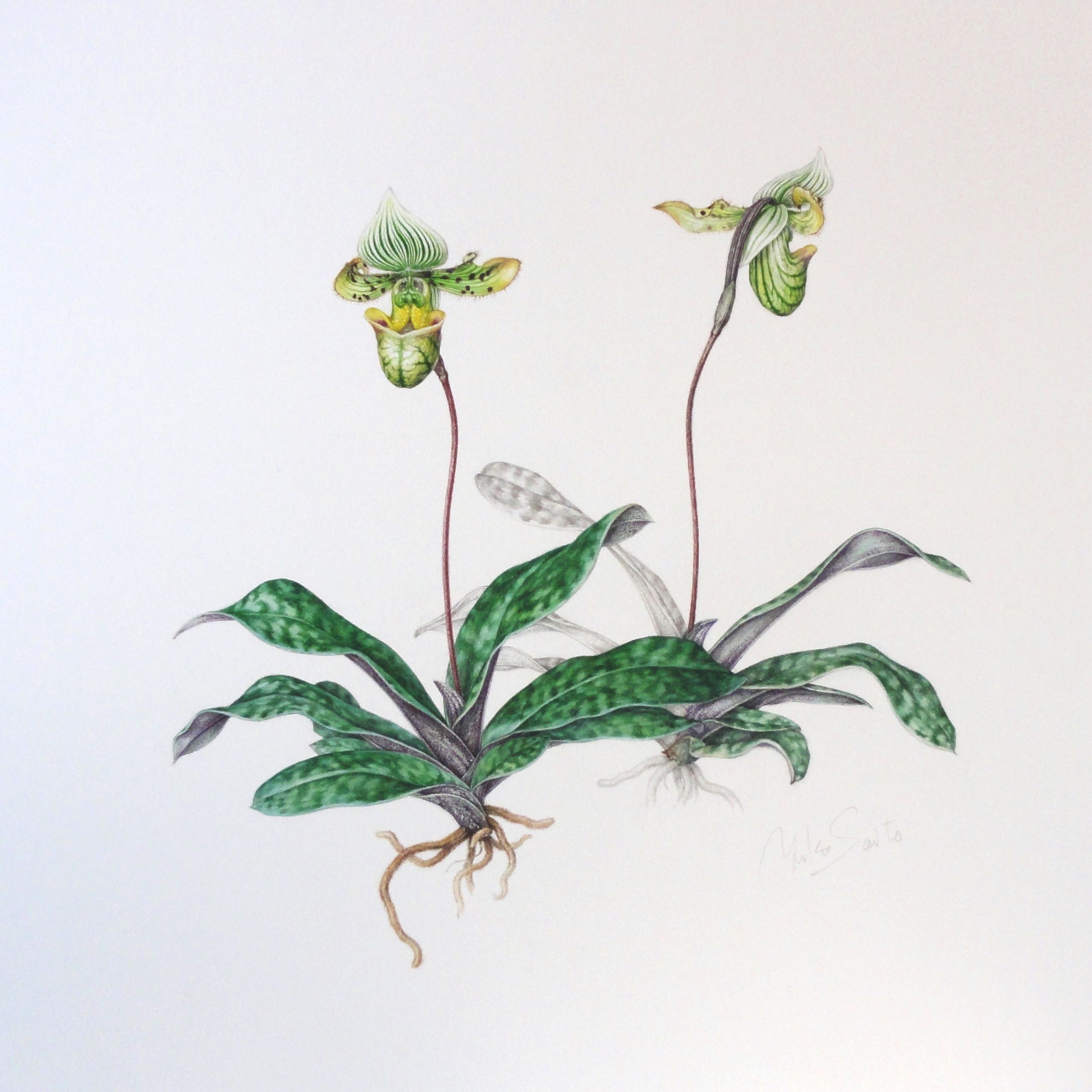 ボタニカルアート 植物画 #ボタニカルアート #細密画 #水彩画 #透明水彩 #葉牡丹