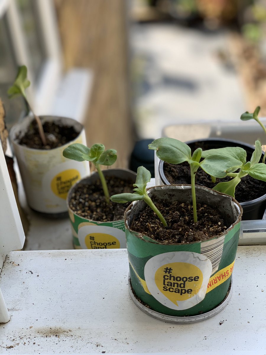 davies_white's tweet photo. @UNICEF_uk @UNICEF_uk We’re supporting the #GrowHappy #SunflowerChallenge. We want to see how much happiness we can all grow this summer. Imagine our gardens &amp; window sills full of sunflowers. The lovely folk at @LandscapeEvent are even providing FREE seeds. Perfect for children of ALL ages https://t.co/yqMIkZfVUR