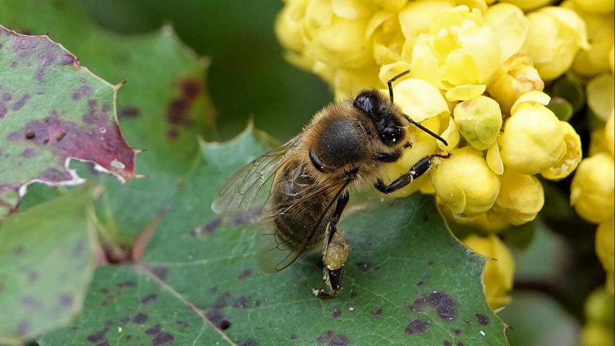 Groene_agenda's tweet image. Duizenden mensen zullen dit weekend de tuin ingaan om deel te nemen aan de #NationaleBijentelling. "Mensen hebben nu ... de tijd en zijn mogelijk ook meer betrokken bij hun tuin dan eerder". Lees verder op @NUnl : nu.nl/dieren/6045392…