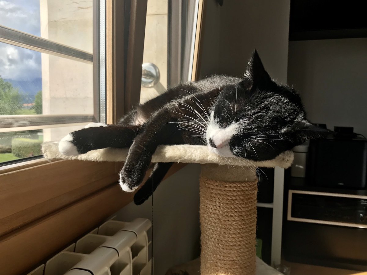 ISpnola's tweet photo. La vida confinada #byAfro 
Feliz día tuisteros 

Aprendamos de los más sabios (los animales) y gocemos del presente 😻 https://t.co/LaGaXinHgy