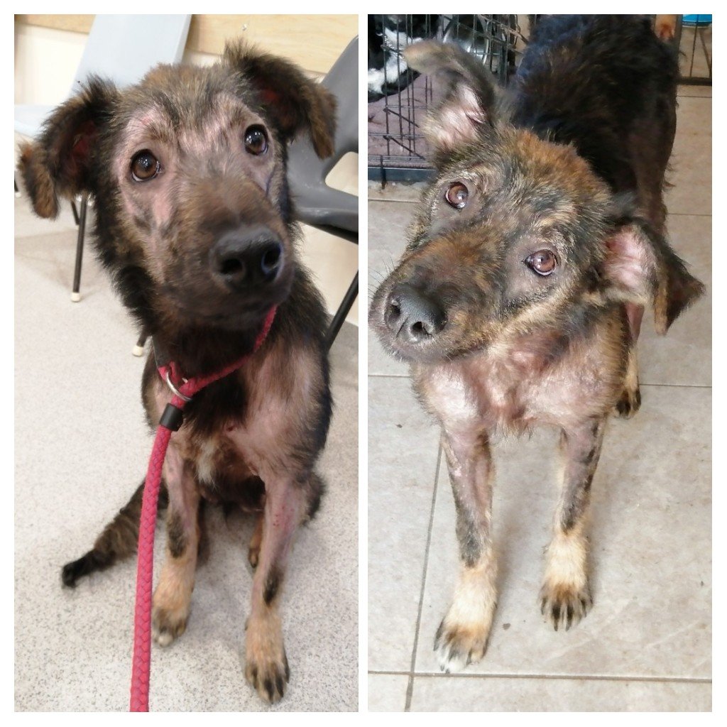 High Hopes Dog Rescue Highhopesrescue Twitter High Hopes Dog Rescue Highhopesrescue Twitter