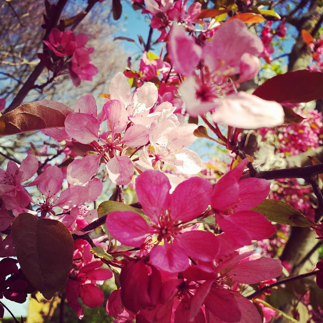 GeorgianCottage's tweet photo. The garden is quite literally blossoming! Lovely to have so much colour and hear the buzz of bees #georgiancottage #springtime #springblooms #blossom🌸 #spring #gardensofinstagram #happybees #yorkshire https://t.co/SuwUh1uLyA