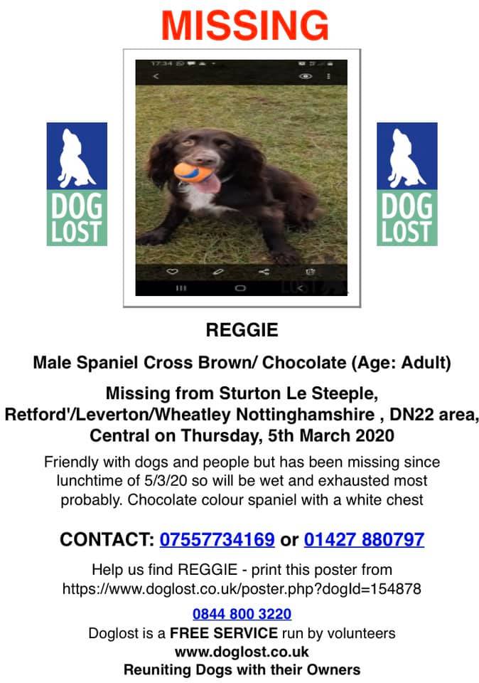The_Animal_Team's tweet photo. #Reggie went #missing on 5/3/20 from #SturtonLeSteeple #Retford #Leverton #Wheatley in #Nottinghamshire, an adult #SpanielX. He is chipped and neutered. https://t.co/zYIboKmu39 #SaturdayMotivation https://t.co/owsu4vvP4G
