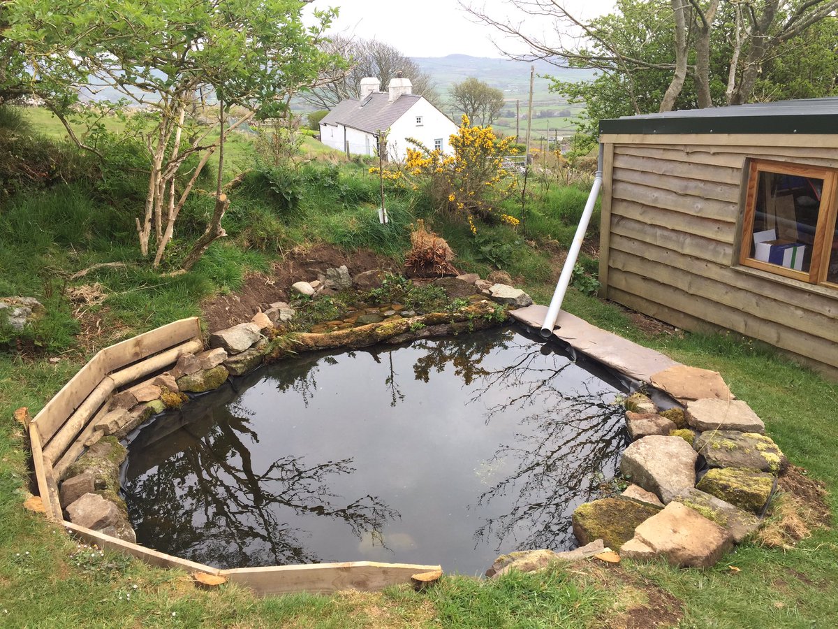 bardseyben's tweet photo. Another update on #projectpond! Drain pipe now connected to a nearby roof to collect rainwater ahead of forecast rain; the marshy end is growing and becoming very popular with all manner of invertebrates; and plenty of birdlife using the shallows for bathing on hotter days too! https://t.co/9fS1DgTmOt