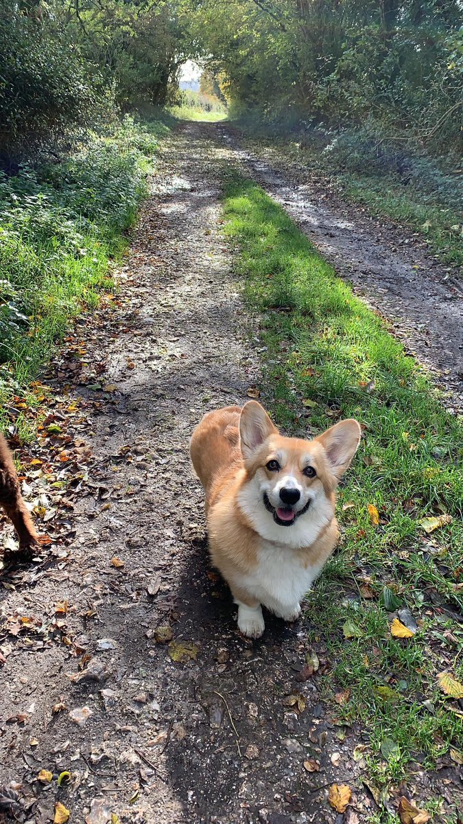 fabkell4's tweet photo. @TheKennelClubUK Efa, our little Welsh Pembrokeshire Corgi  #TheKennelClubUKOnlineDogShow https://t.co/ML7OX4r1MH