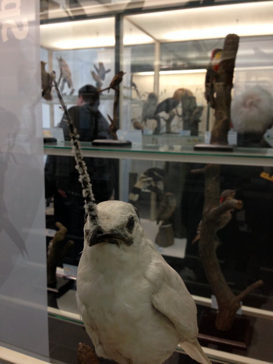 生前の姿がよく知られていなかったせいで剥製になったら伝説の生き物っぽくなっちゃった鳥さんは実物もすごかった Togetter 生前の姿がよく知られていなかったせいで剥製になったら伝説の生き物っぽくなっちゃった鳥さんは実物もすごかった Togetter